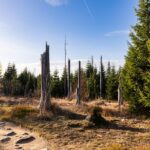 las z martwymi drzewami i brudną drogą na tle