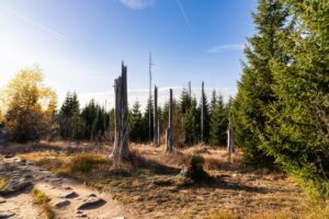 Wysokie drzewa przy granicy działki – kiedy można żądać przycięcia lub usunięcia?